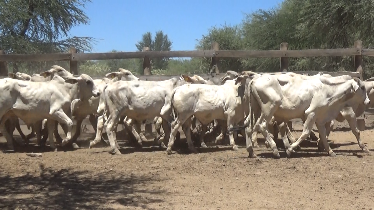 Feria de Plata ─ lote 22.1