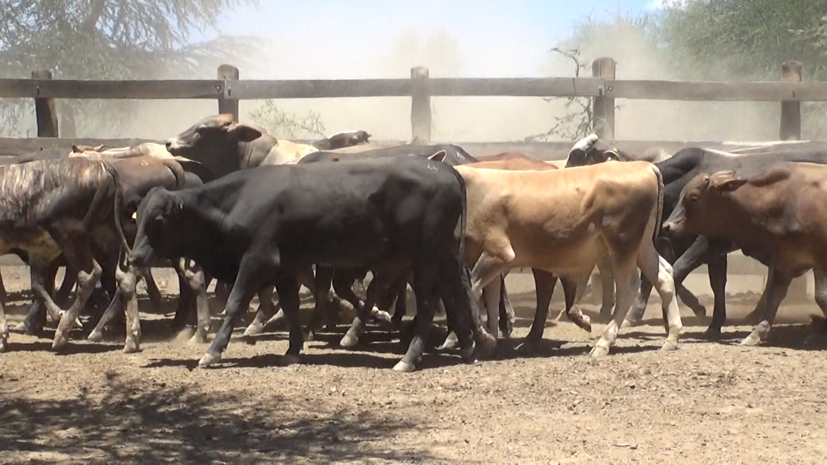 Feria de Plata ─ lote Lote 22 – N° insp. 5930