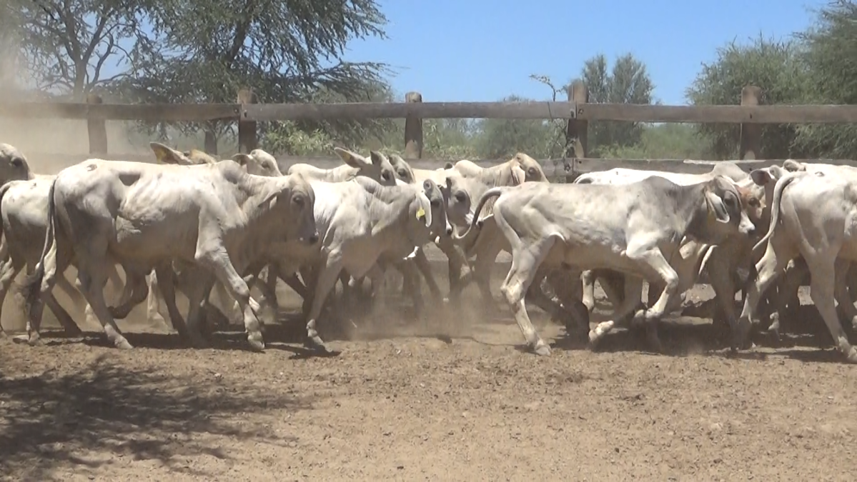 Feria de Plata ─ lote 22.3