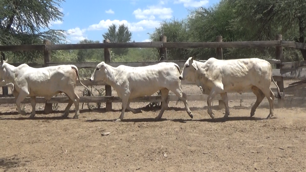 Feria de Plata ─ lote 54.1