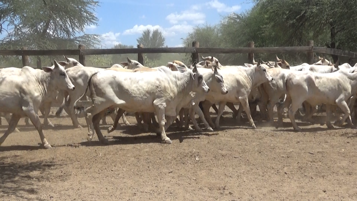 Feria de Plata ─ lote Lote 54 – N° insp. 5929