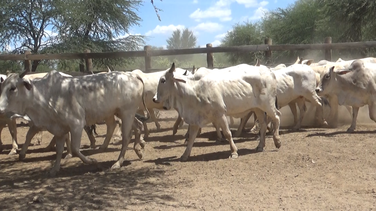 Feria de Plata ─ lote 54.3
