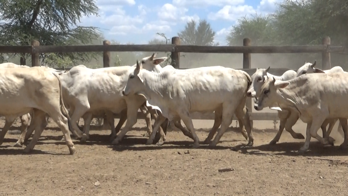 Feria de Plata ─ lote 56.1