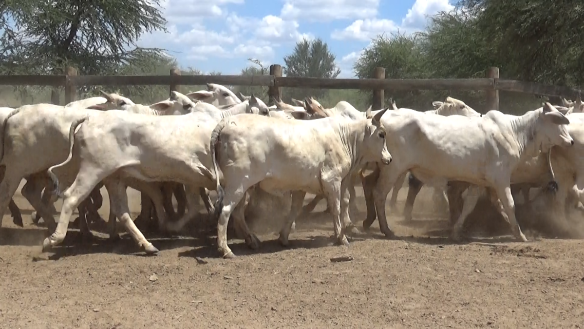 Feria de Plata ─ lote 56.2