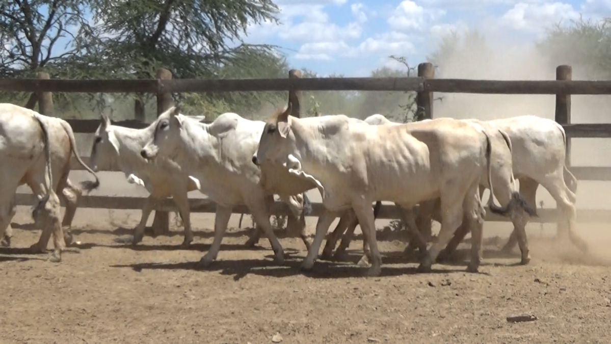 Feria de Plata ─ lote Lote 56 – N° insp. 5928