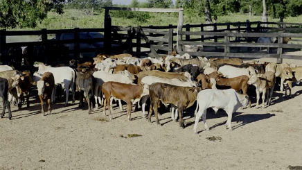 Lote 1 – N° insp. 6103