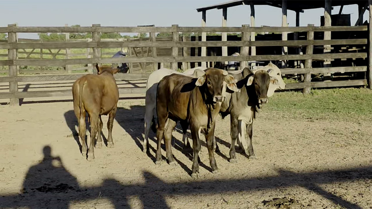 Feria de Plata ─ lote 01.2