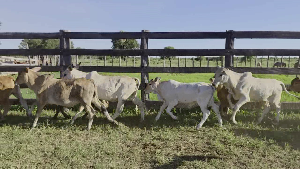 Feria de Plata ─ lote 01.3