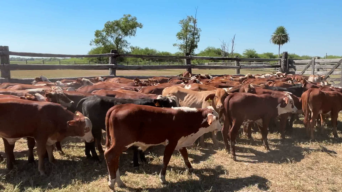 Feria de Plata ─ lote Lote 2 – N° insp. 6151