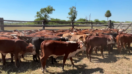 Lote 2 – N° insp. 6151