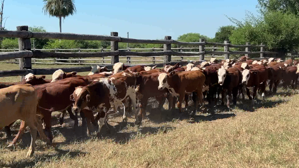 Feria de Plata ─ lote 02.2