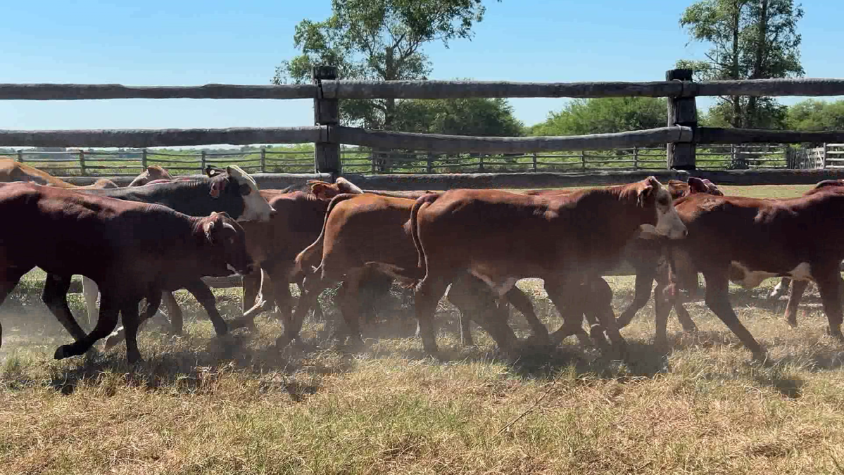 Feria de Plata ─ lote 02.3