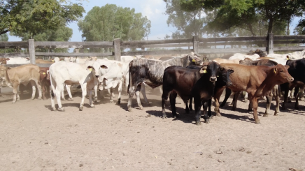 Lote 3 – N° insp. 6010