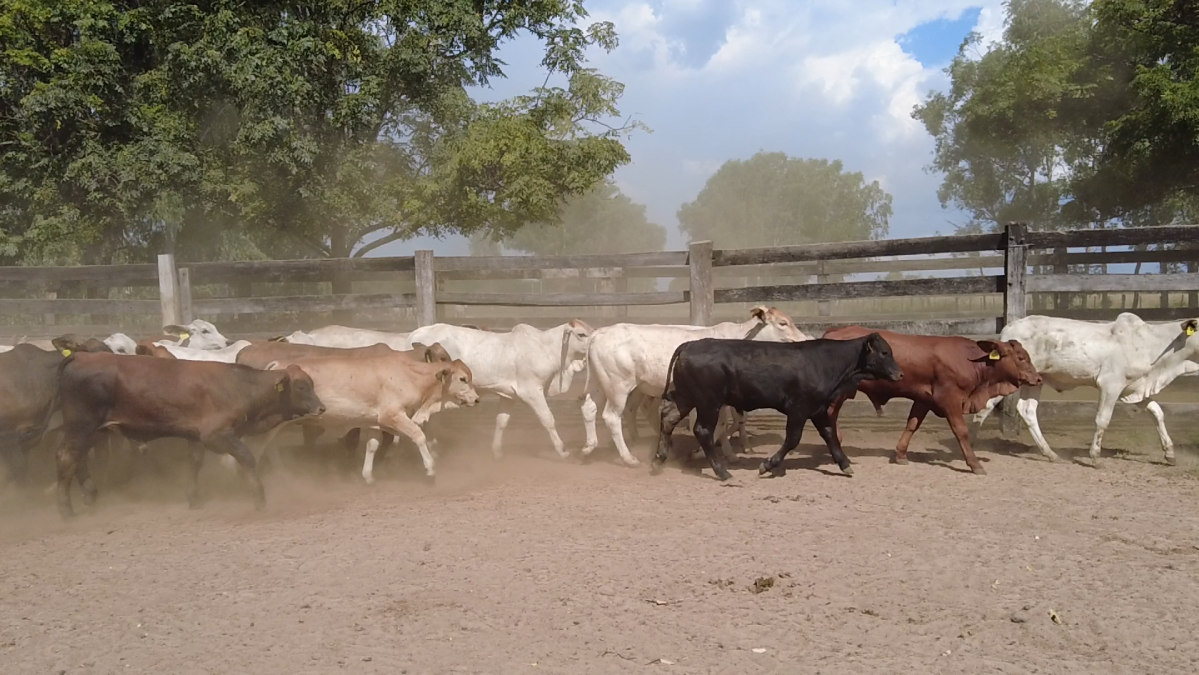 Feria de Plata ─ lote 03.2