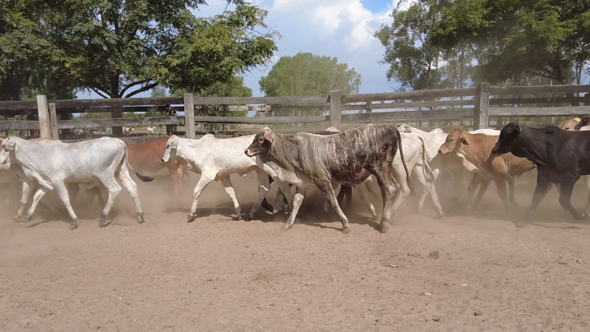 Feria de Plata ─ lote 03.3