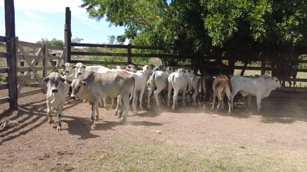 Lote 4 – N° insp. 6012