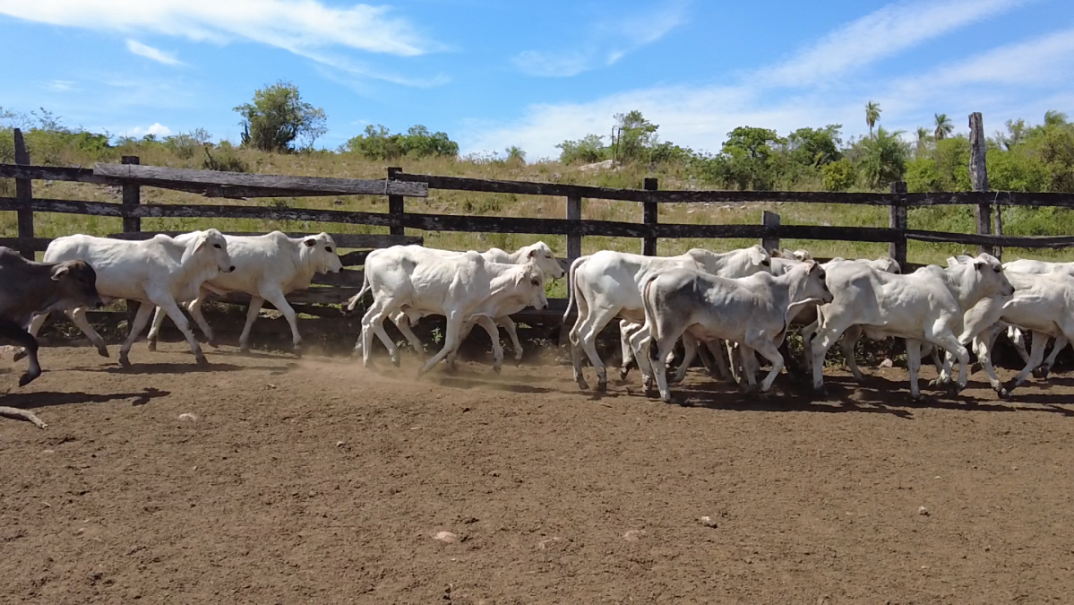 Feria de Plata ─ lote 04.2