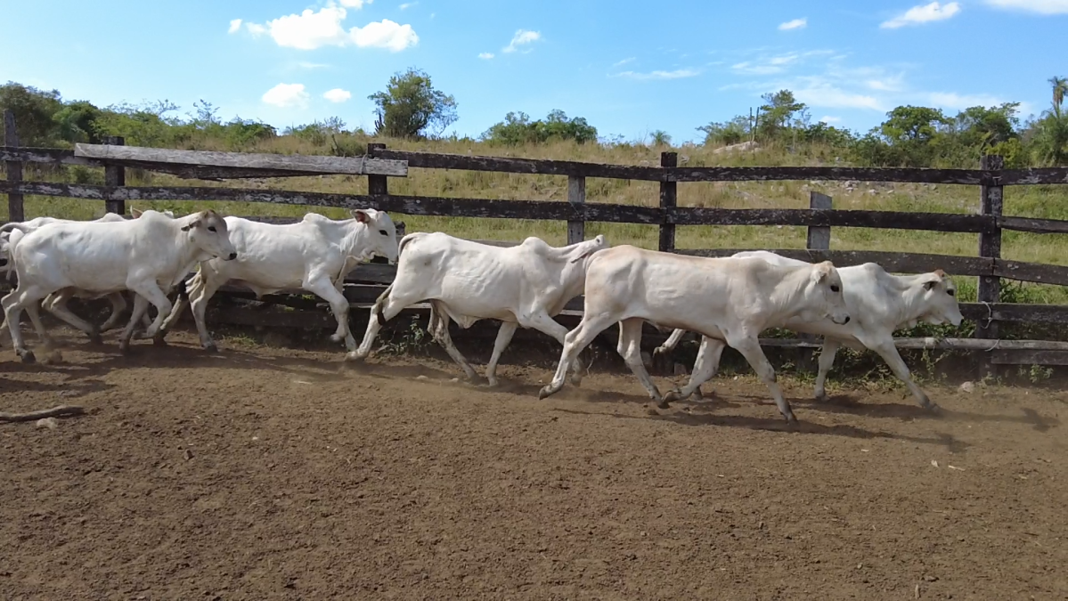 Feria de Plata ─ lote 04.3