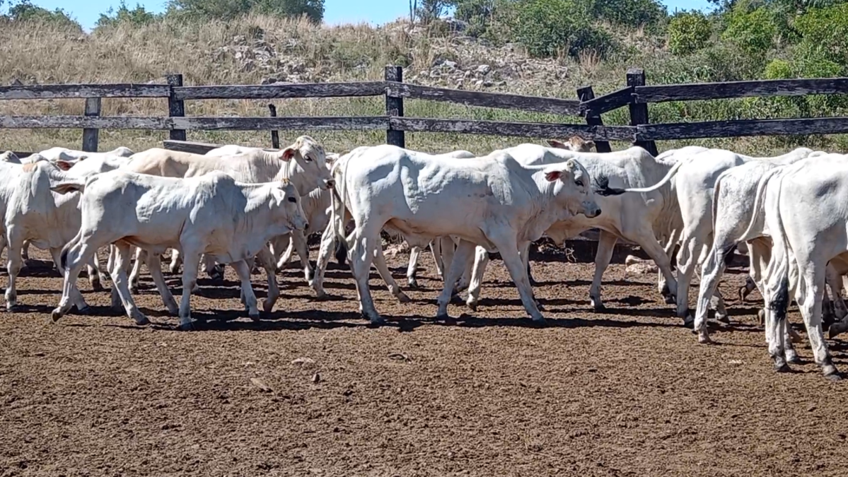 Feria de Plata ─ lote 05.1