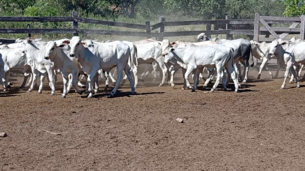 Lote 5 – N° insp. 6201