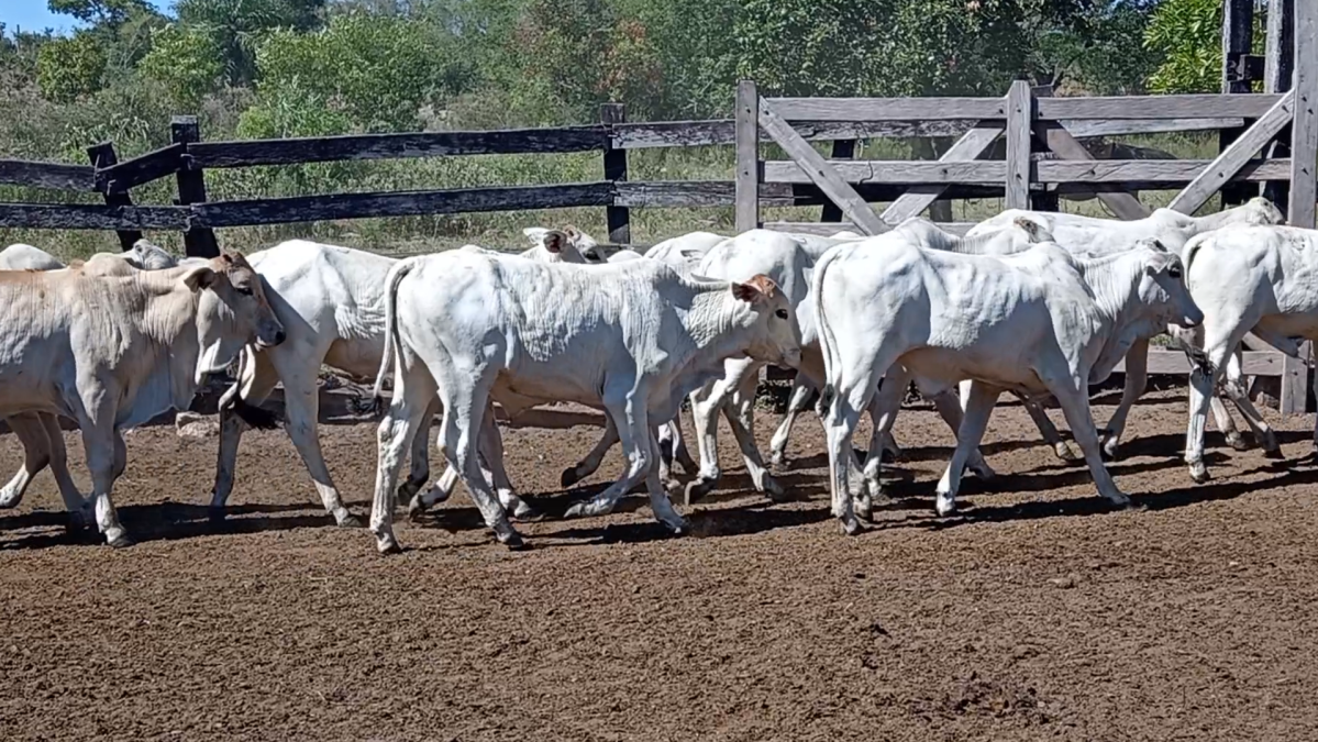 Feria de Plata ─ lote 05.3