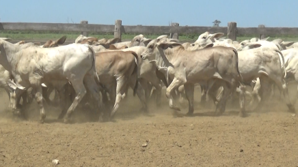 Lote 6 – N° insp. 5846