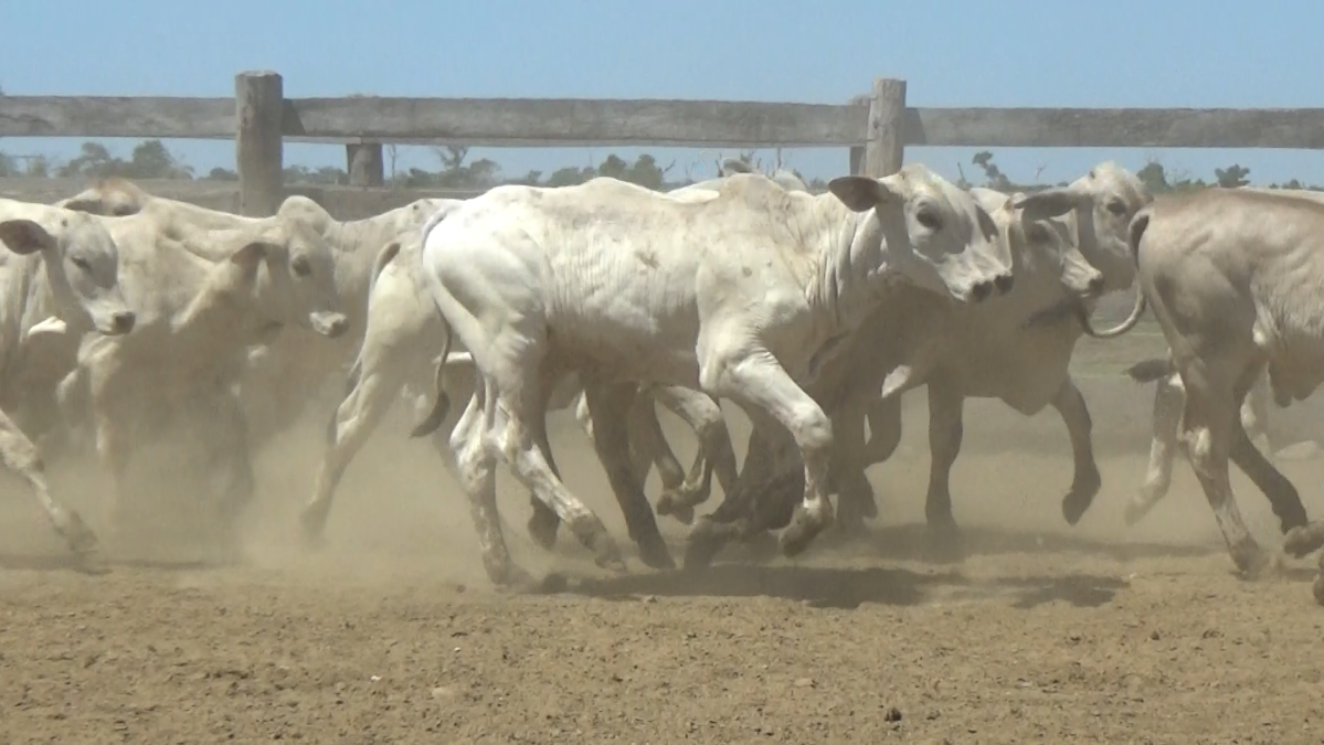 Feria de Plata ─ lote 06.2