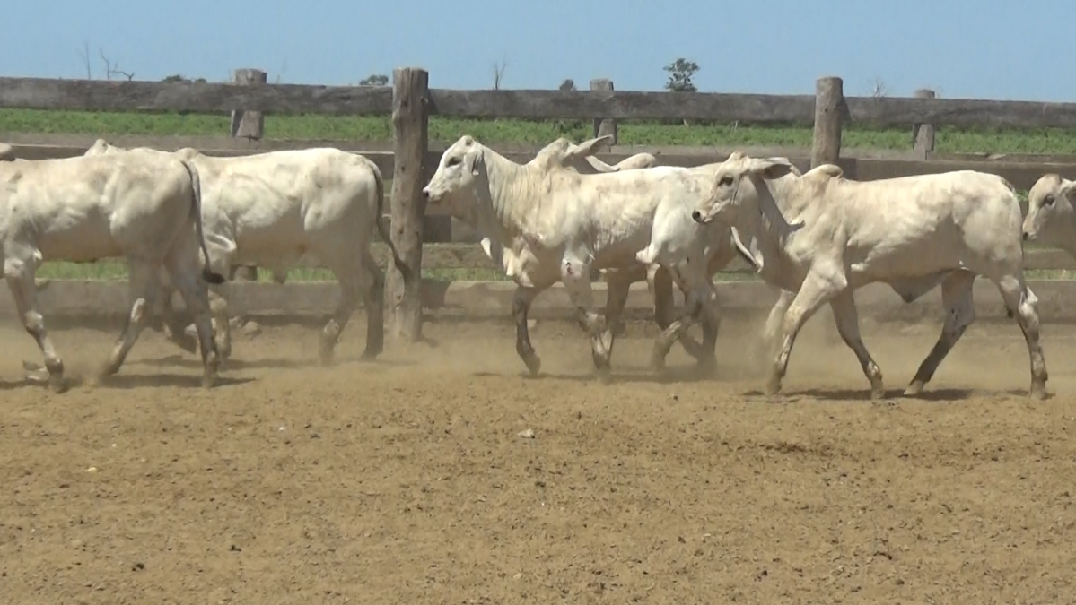 Feria de Plata ─ lote 06.3