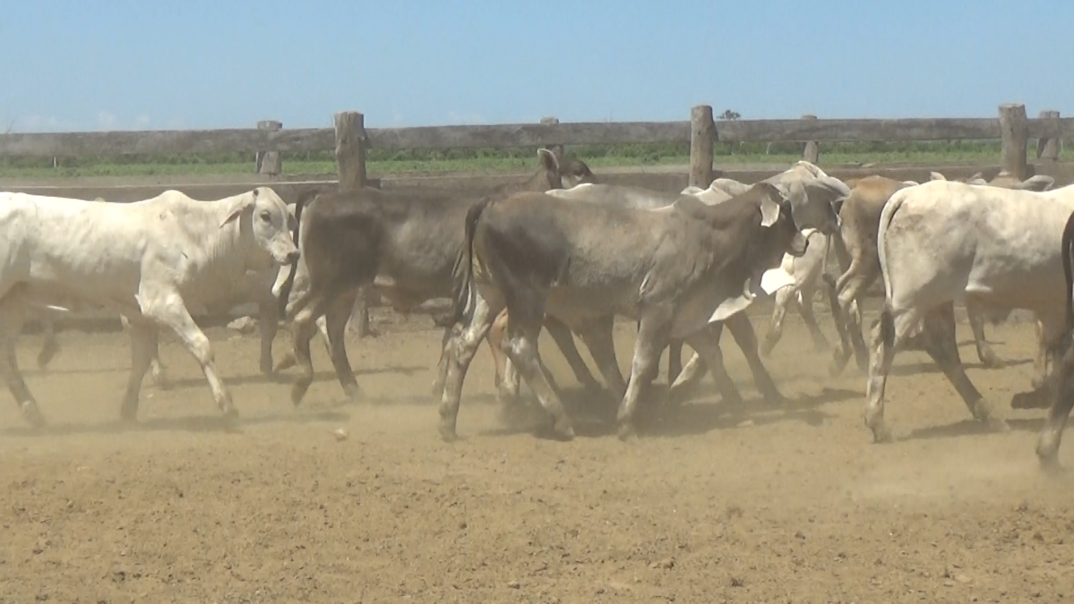 Feria de Plata ─ lote 07.1
