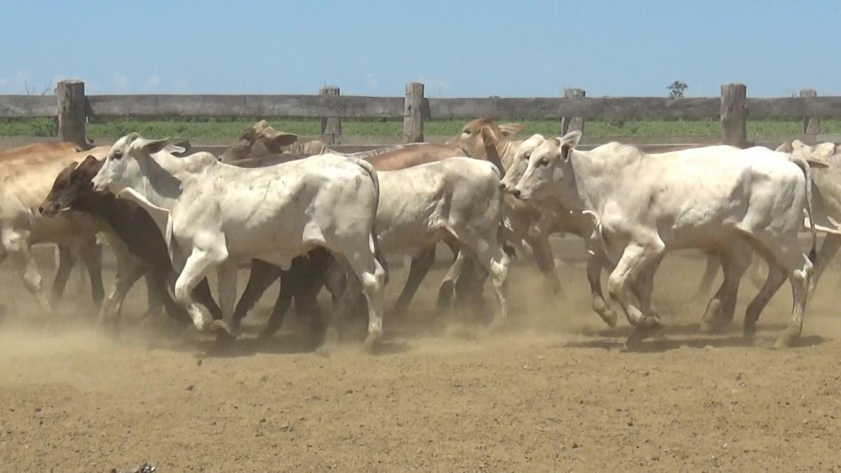 Feria de Plata ─ lote Lote 7 – N° insp. 5847