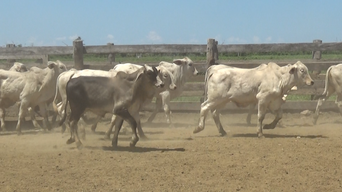 Feria de Plata ─ lote 07.3