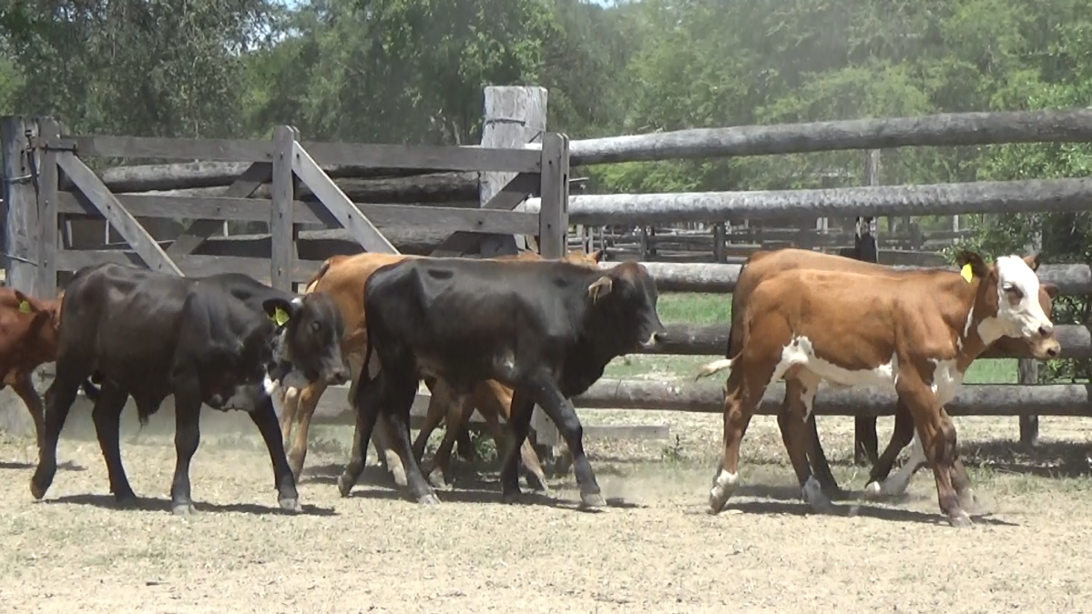 Feria de Plata ─ lote Lote 8 – N° insp. 5843