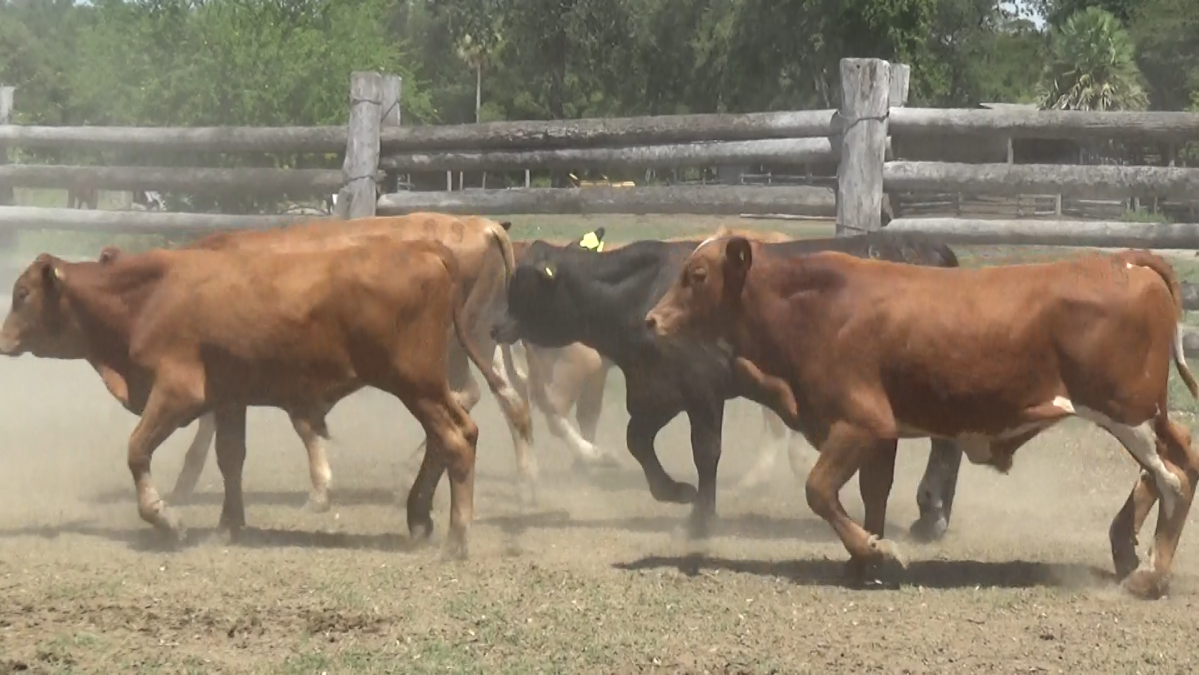 Feria de Plata ─ lote 08.2