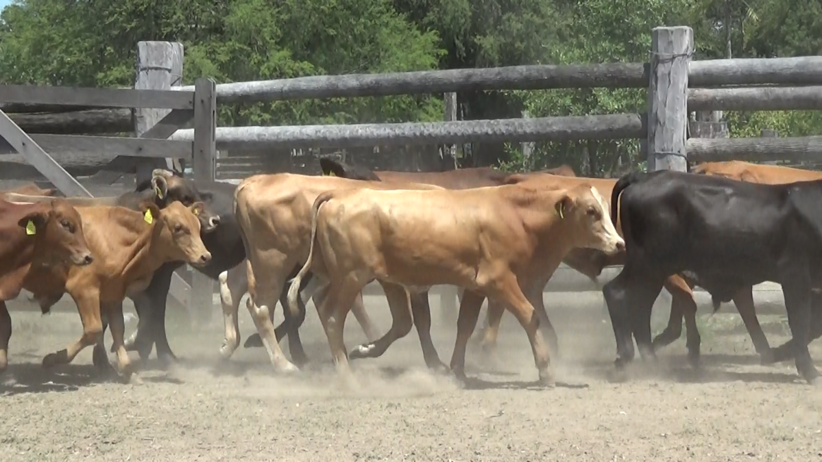 Feria de Plata ─ lote 08.3