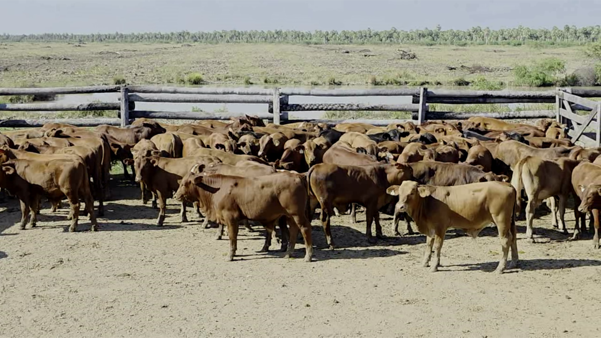 Feria de Plata ─ lote Lote 9 – N° insp. 6102