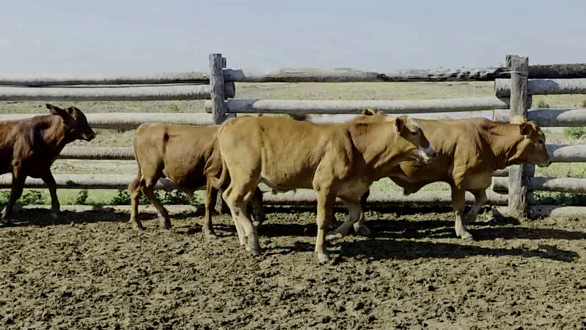 Feria de Plata ─ lote 09.2