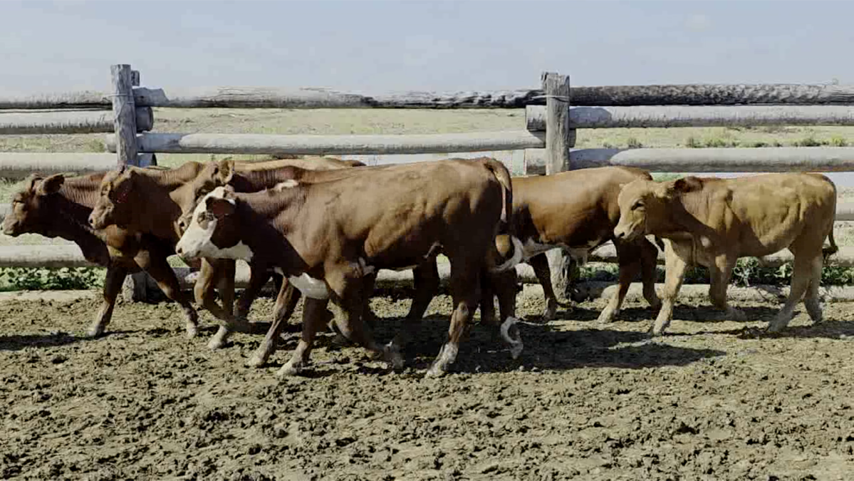 Feria de Plata ─ lote 09.3