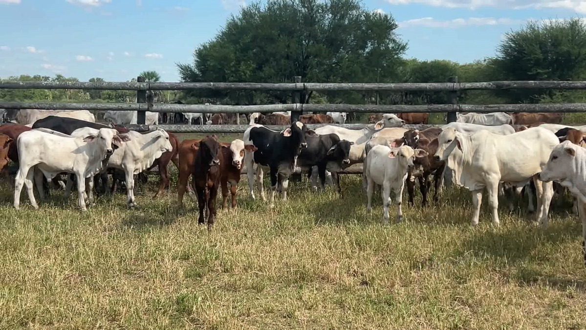 Feria de Plata ─ lote Lote 10 – N° insp. 6153