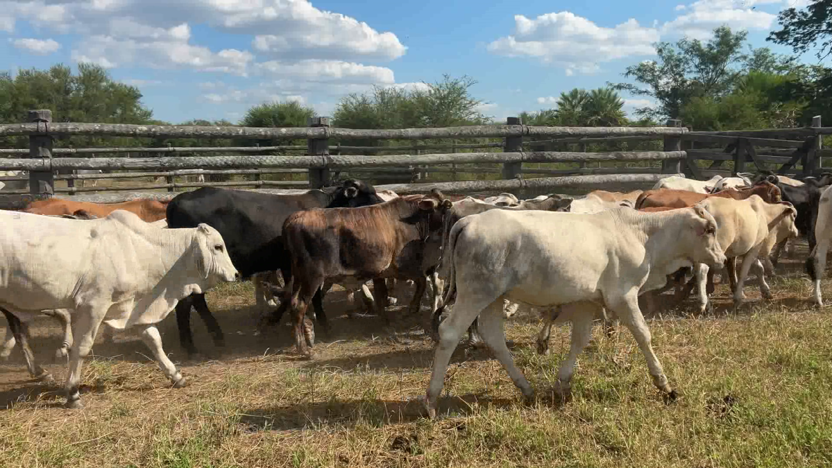 Feria de Plata ─ lote 10.2