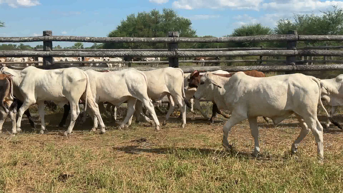 Feria de Plata ─ lote 10.3