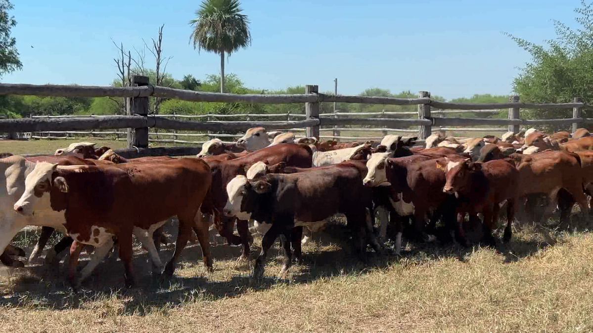 Feria de Plata ─ lote Lote 11 – N° insp. 6152