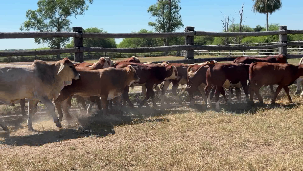 Feria de Plata ─ lote 11.2