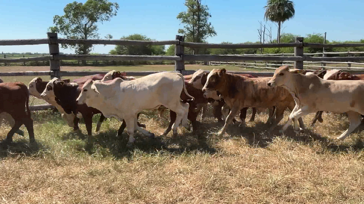 Feria de Plata ─ lote 11.3