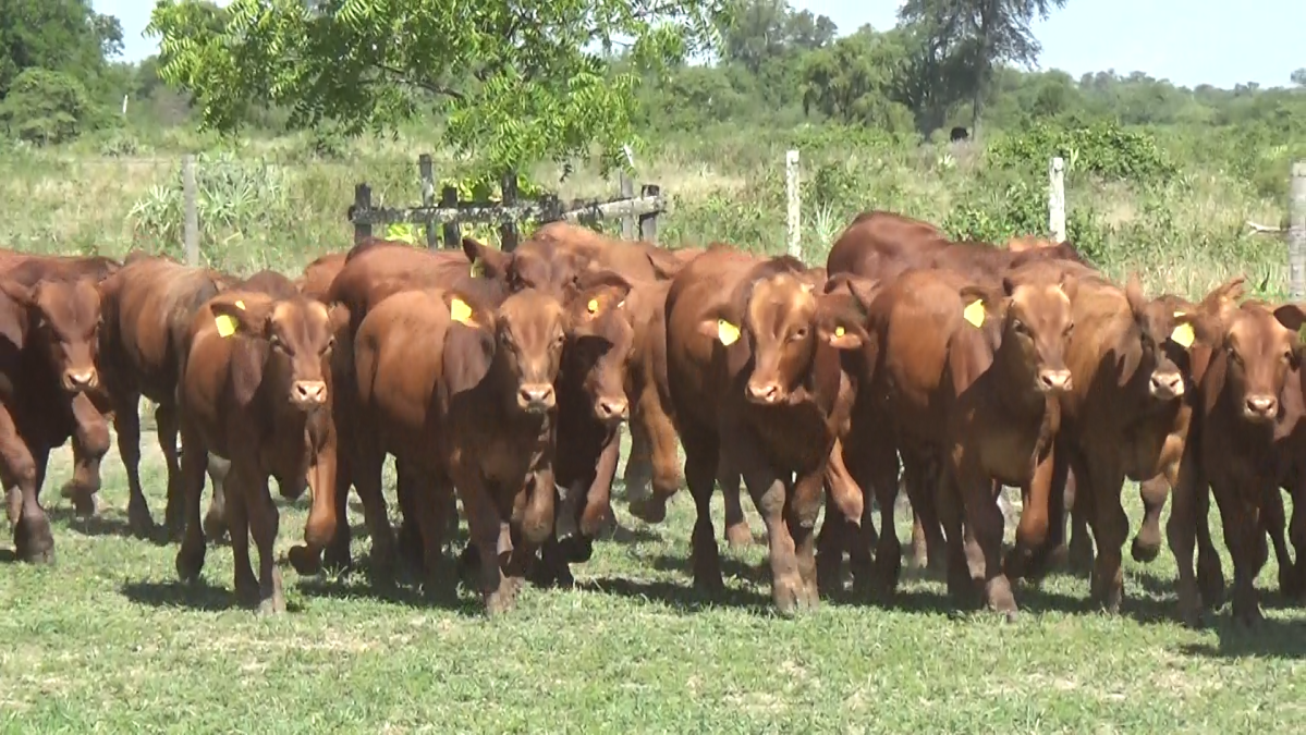 Feria de Plata ─ lote Lote 12 – N° insp. 6053