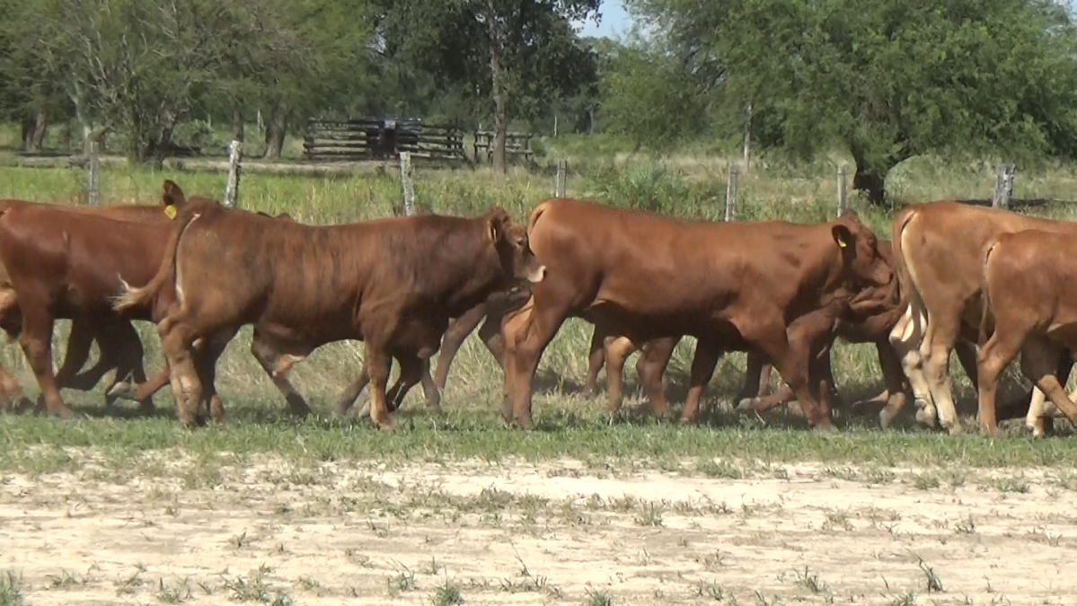 Feria de Plata ─ lote 12.2