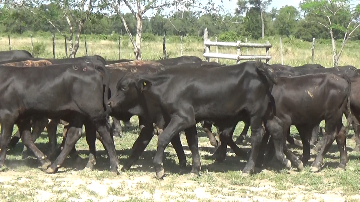 Feria de Plata ─ lote 12.3