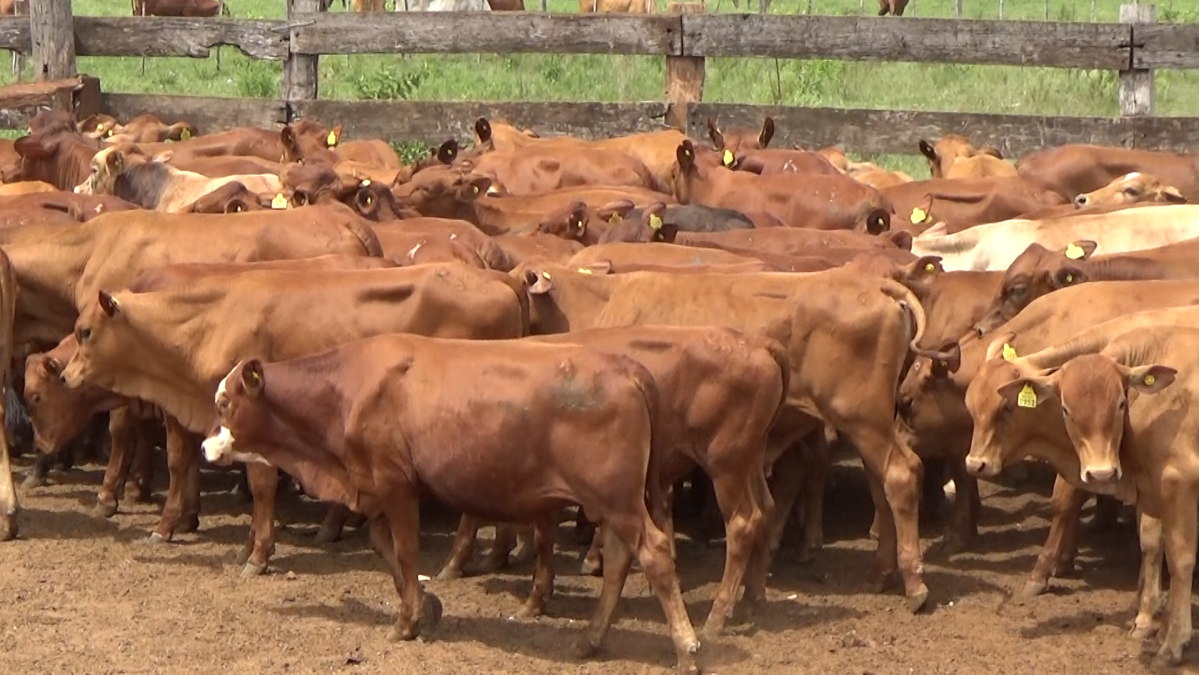 Feria de Plata ─ lote Lote 13 – N° insp. 5982