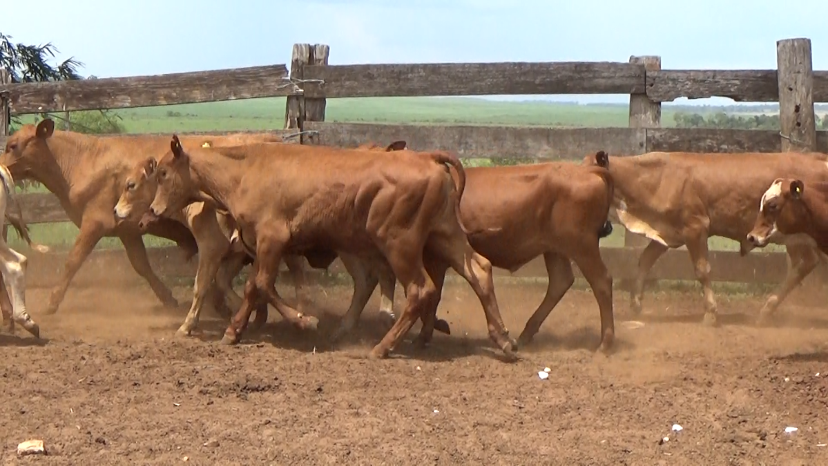 Feria de Plata ─ lote 13.2