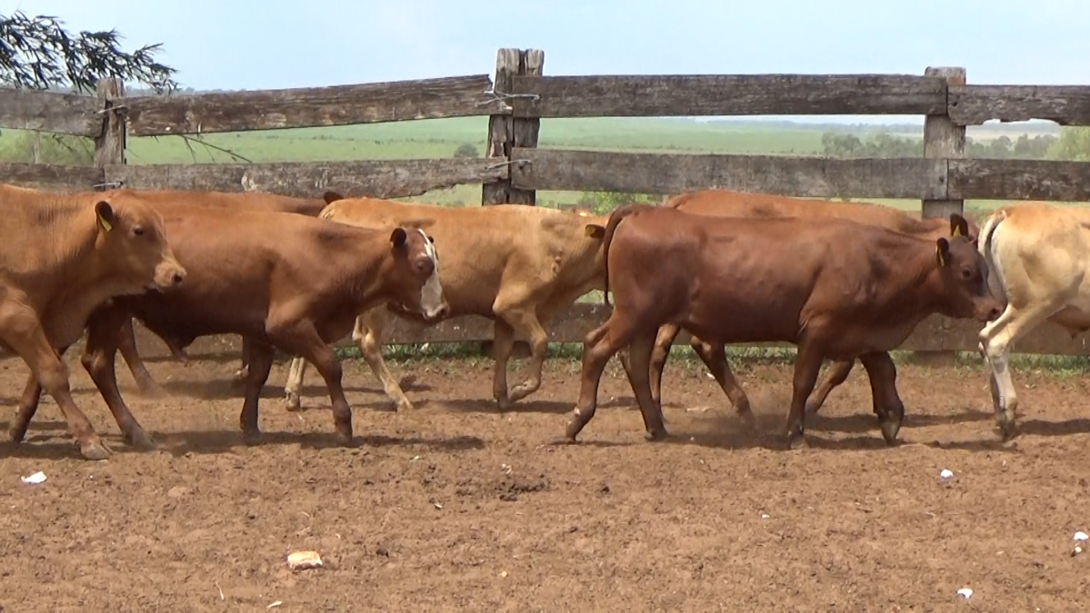 Feria de Plata ─ lote 13.3