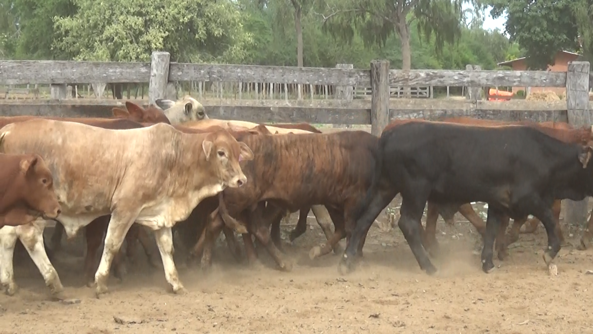 Feria de Plata ─ lote 14.1